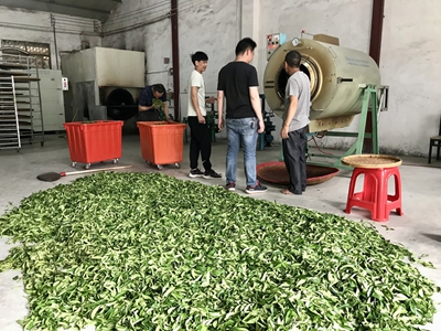 400_ 蓝家湾炒茶1.jpg