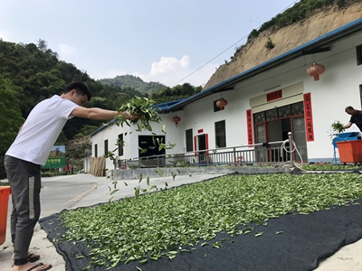 400_ 蓝家湾炒茶2.jpg